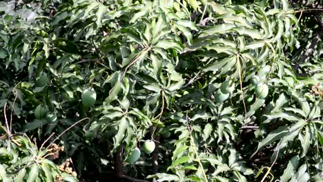 Mango-tree-leaf-swinging-in-the-wind