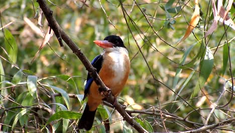 Black-capped-Kingfisher-(Halcyon-pileata)-in-nature