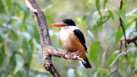 Schwarzkopfmeisen-Eisvogel-(Halcyon-pileata)-in-der-Natur