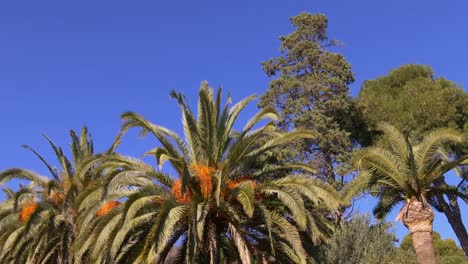 barcelona-día-soleado-date-palm-vista-4-k,-España