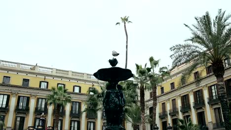 Gaviota-está-sentado-en-la-fuente-lugar-Reial