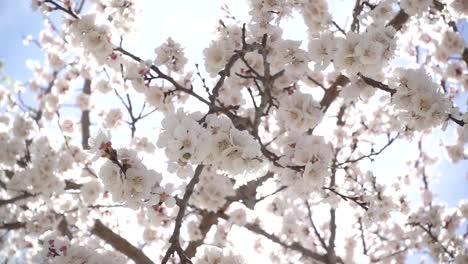 Spring-flowers-blooming.-Slow-motion