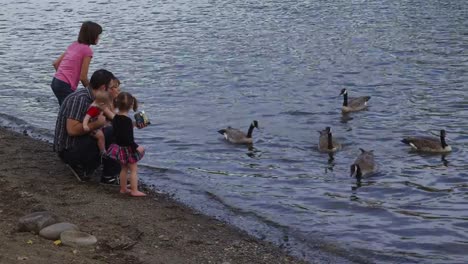 Family-feeding-geese-together