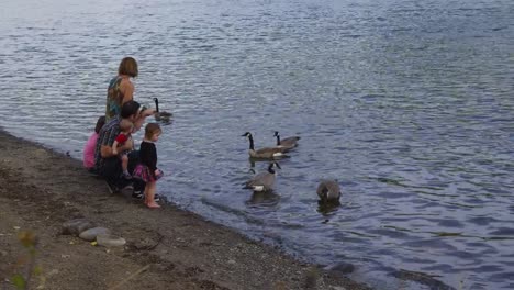 Familie-Fütterung-Gänse-zusammen