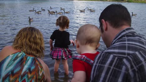 Familie-Fütterung-Gänse-zusammen