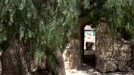 Olive-Tree-Guarding-Hidden-Entrance-to-Church-Courtyard