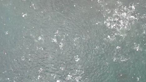 Dolphins-in-Feeding-Frenzy-Aerial-Shot