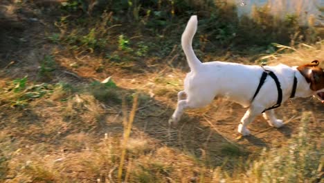 Junge-attraktive-Frau-mit-einem-Hund-Jack-Russell-auf-der-Wiese-bei-Sonnenuntergang-mit-Meer-Hintergrund-spielen.-Slow-motion