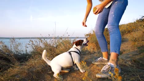 Mujer-atractiva-joven-jugando-con-un-perro-Jack-Russell-en-el-Prado-al-atardecer-con-el-fondo-del-mar.-cámara-lenta