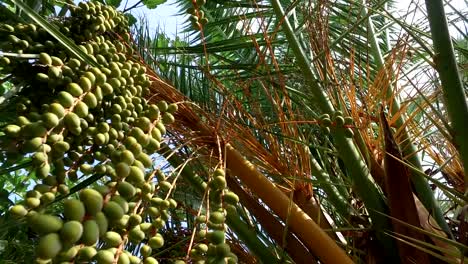 Palmera-coco-colgando-bajo-el-cielo-azul,-4k