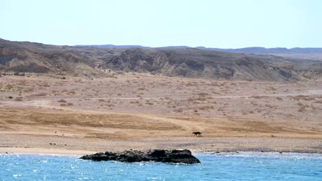 verano,-mar,-paisaje-hermoso.-Montañas-y-el-mar.-en-la-costa-corre-un-perro-negro-grande.-La-combinación-de-desierto-y-el-mar