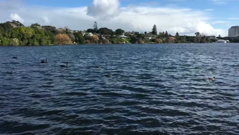 Aves-silvestres-en-lago-Pupuke-Auckland-Nueva-Zelanda