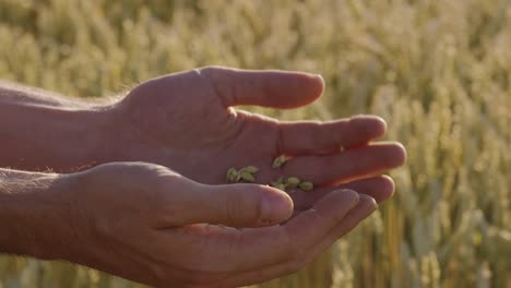 Agricultor-comprueba-trigo-con-llamaradas-de-la-lente-y-épica-puesta-del-sol---el-rojo