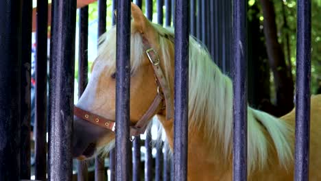 Das-Kind-streichelt-das-Pferd-in-den-Zoo.