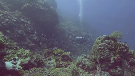 Scuba-diver-buceo-en-mar-azul,-entre-peces-y-arrecifes-de-coral.-Naturaleza-submarina