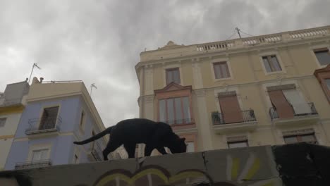 Eine-spanische-Straßenkatze