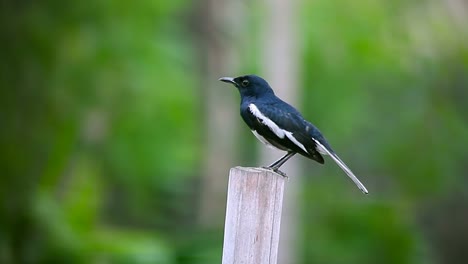 Oriental-Magpie-Robin