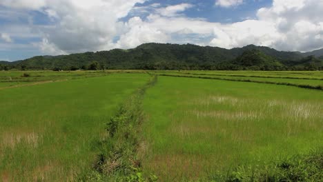 Rice-terraces-in-The-Philippines