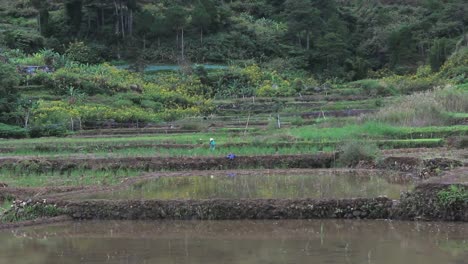 Rice-terraces-in-The-Philippines