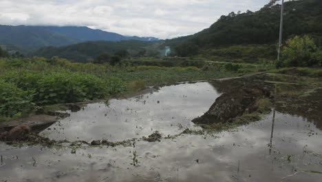 Water-reflection-on-rice-fields