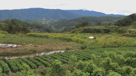 Rice-terraces-en-Filipinas