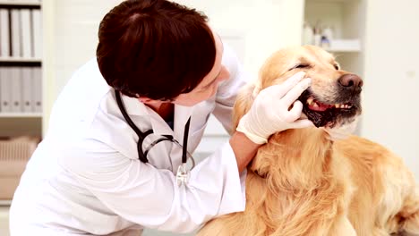 Veterinarian-examining-a-cute-labrador