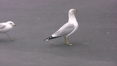 Gaviotas-de-alimentación