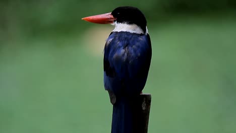 Negro,-tapa-Kingfisher-(Halcyon-pileata)-en-la-naturaleza.