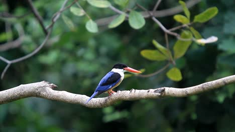 Schwarzkopfmeisen-Eisvogel-(Halcyon-pileata)-in-der-Natur