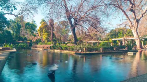 Sala-Sevilla-luz-de-día-Parque-estanque-con-pájaros-4-K-lapso-de-tiempo-de-España