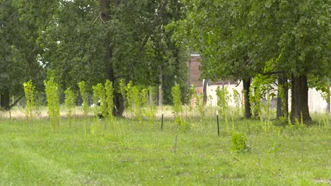 Greening-Detroit-with-Trees