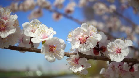 Spring-flowers-blooming.-Slow-motion