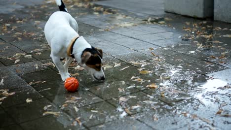 Hund-Getränke-Wasser-aus-Pfützen