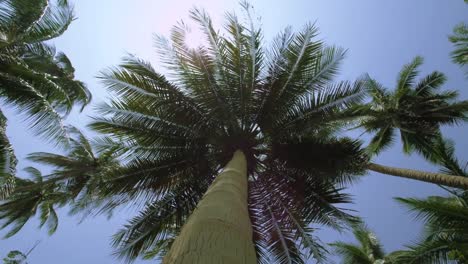 Exotic-palm-tree-in-the-Jungle.-Tracking-shot-around-the-Palm-tree