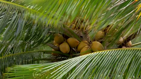 Palmera-con-cocos-ondeando-en-el-viento