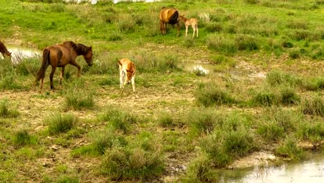 Foal-and-its-mother-in-a-sunny-meadow.-Horses-and-foal-graze-in-a-meadow.