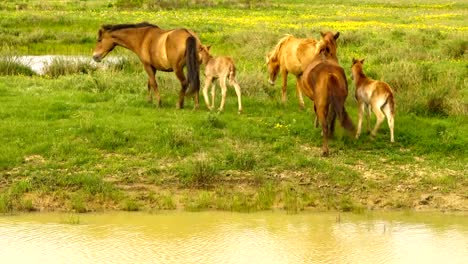 Foal-and-its-mother-in-a-sunny-meadow.-Horses-and-foal-graze-in-a-meadow.