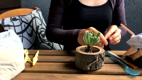 The-woman-florist-plants-succulent-to-a-wooden-flowerpot.-close-up.-front-view