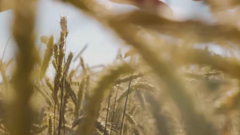 Landwirt-schöne-berühren-Weizenfeld-mit-blauen-Himmel-und-epische-Sonnenlicht---Schuss-auf-rot