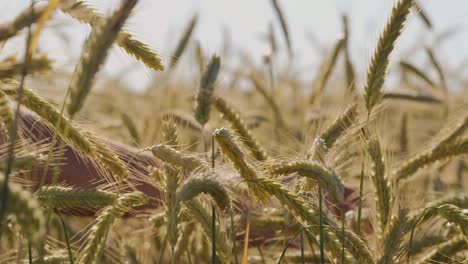 Man-touching-Beautiful-wheat-field-with-blue-sky-and-epic-sun-light---shot-on-RED