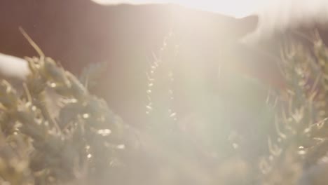 Farmer-touching-Beautiful-wheat-field-with-lens-flares-and-epic-sunset---shot-on-RED