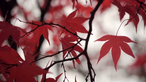 Arce-o-acer-rojo-deja-en-Parque-de-la-colina-de-Canon.