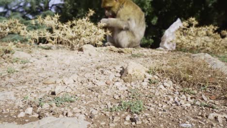 A-macaque-in-a-forest-in-the-Atlas-mountain-range-in-Morocco-in-slow-motion
