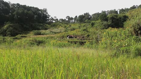 Rice-terraces-en-Filipinas