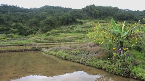 Agua-reflexión-sobre-el-arroz-campos