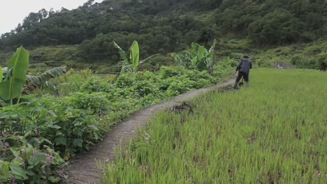 Farmer-trabajando-en-Rice-campos-de-las-Filipinas