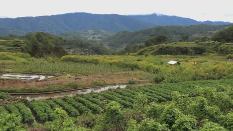 Rice-terraces-en-Filipinas