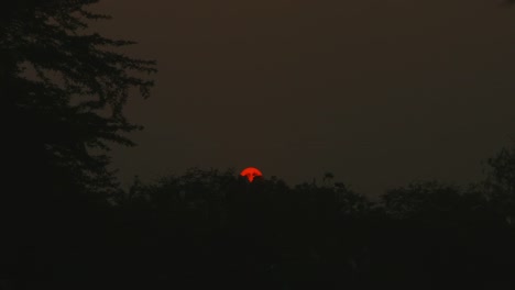 Gesperrt-Aufnahmen-von-Bäumen-bei-Sonnenuntergang