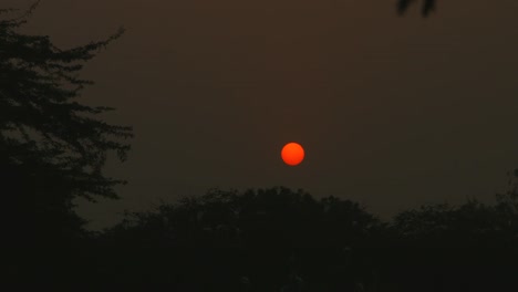 Gesperrt-Aufnahmen-von-Bäumen-bei-Sonnenuntergang