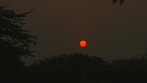 Bloqueada-On-shot-de-los-árboles-al-atardecer